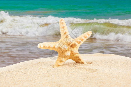夏季概念海星在滩上高清图片
