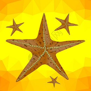 北太平洋海星黄色背景上的的海星矢量元素插画