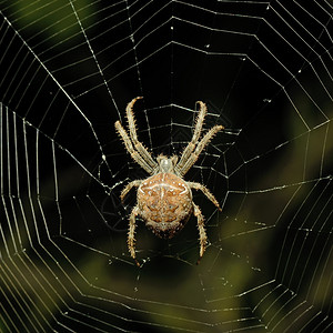 网上大蜘蛛背景高清图片素材