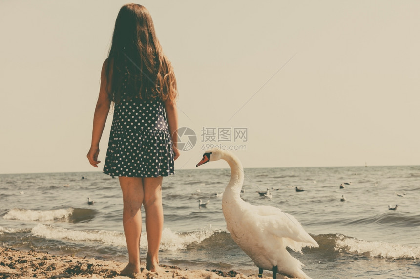 女孩与成年天鹅玩耍照顾和动物的安全小女孩与美丽的天鹅玩耍孩子与大白海鸟玩得开心图片