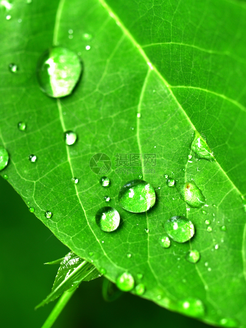 叶上水滴照片图片