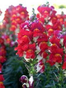 盛开的彩色的花朵图片