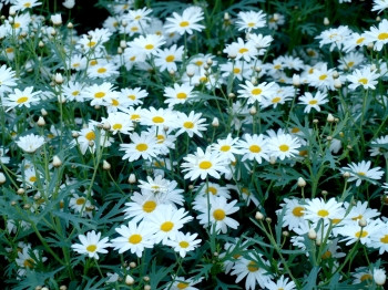 园林中的白色雏菊背景图片