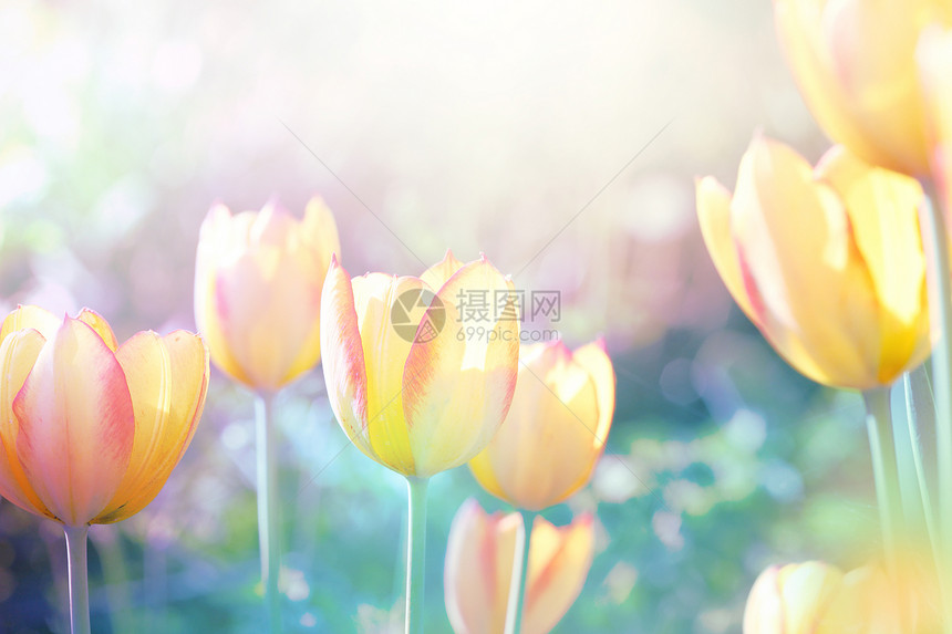 自然背景柔软的焦点郁金香盛开的花朵图片