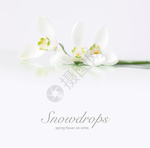 白色的春雪花朵背景图片