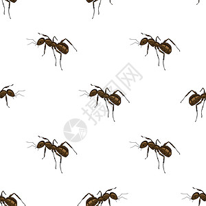 蚂蚁线无缝动物模式白背景隔离的蚂蚁白背景隔离的蚂蚁模式白背景隔离的蚂蚁模式背景