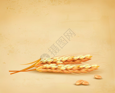 小麦矢量图插画