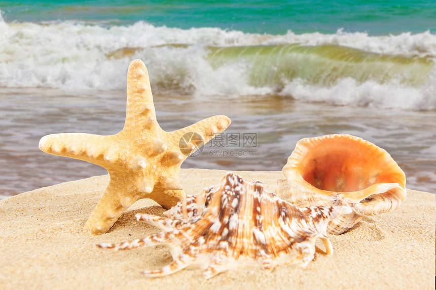 沙滩海星在上夏天图片