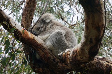 保留公园中的澳大利亚KoalaBear图片