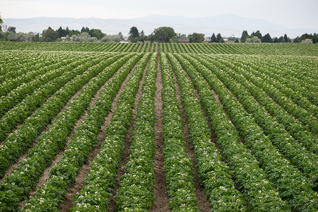 工厂直招Idaho农业场种植的马铃薯厂各行长背景