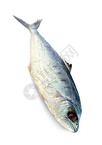 白色背景的新鲜竹鱼图像背景图片