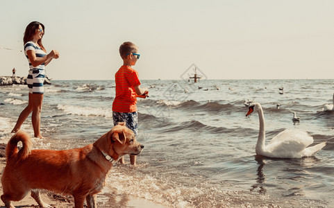 天鹅和男孩小孩和妈在沙滩上玩天鹅得开心小男孩子和妈在海边天鹅玩得开心暑假放松背景