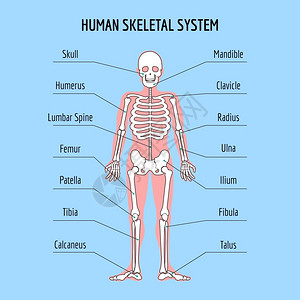 人体骨骼解剖图背景图片