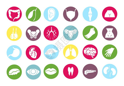 人类内部器官图标人体内部器官和身分的内脏器官和身体的外色设置图标矢量背景图片