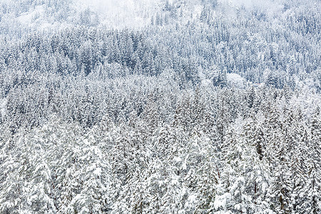 冬季风景中的雪林图片