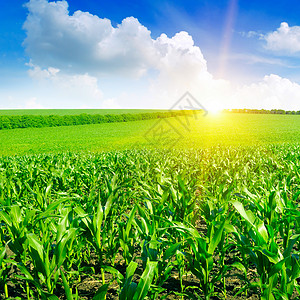 绿色玉米田上美丽的日出背景图片
