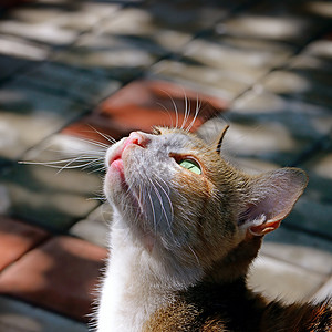 阳光照耀着美丽的猫图片