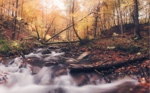 秋色森林中的河流全景图片