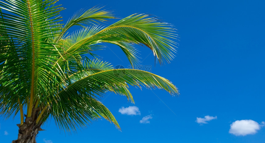 天空上的棕榈树xA天空中的棕榈树xA图片
