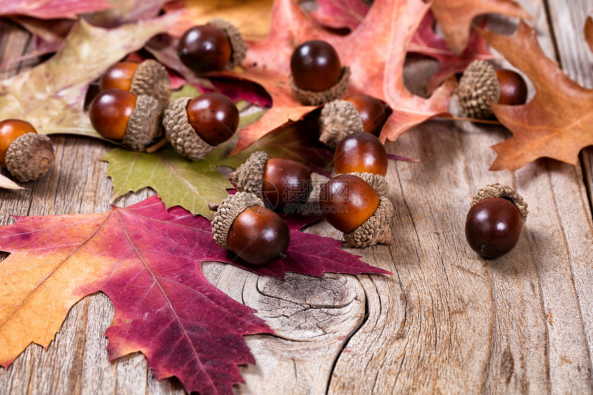 近距离观察季节秋叶和生锈木板上的橡子有选择地关注前角橡子图片