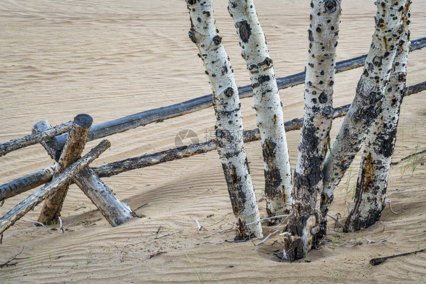 科罗拉多北沙丘的阿斯彭树和木栅栏图片
