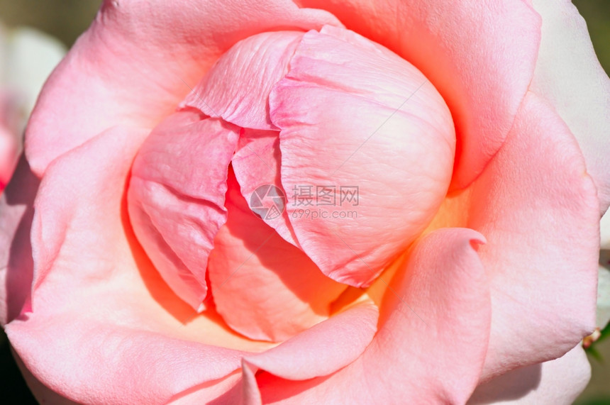 美丽的粉色玫瑰自然背景图片