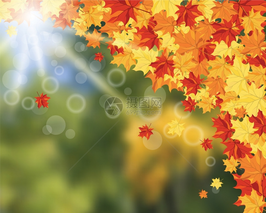 秋光框架有木叶和太阳光束图片