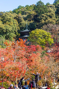 京都日本秋天的艾康多寺庙图片
