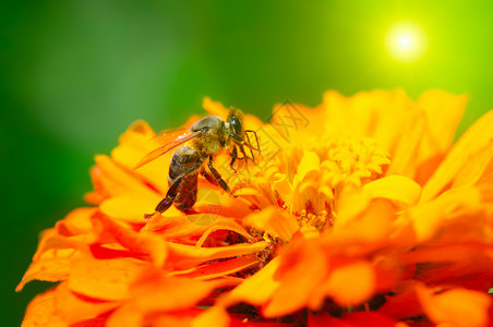 蜜蜂授粉花朵图片