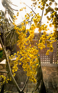 太阳光下黄色米摩萨花的近距离照图片