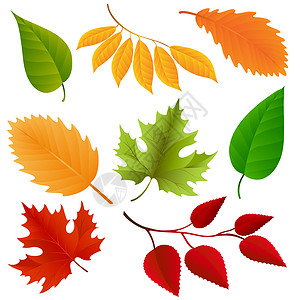 十月一插画秋色叶设置在白背景上隔离矢量插图背景