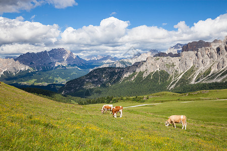 美丽风景背景的奶牛图片