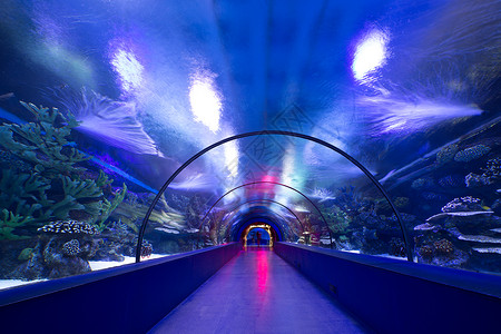 水族馆一景水族馆珊瑚礁上的热带鱼类照片背景