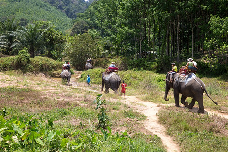 大象在泰国高淑的长河中旅行背景图片