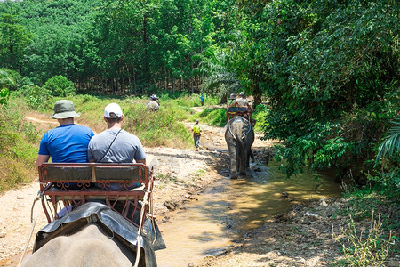 大象在泰国高淑的长河中旅行背景图片
