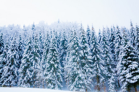 冬季风雪覆盖树木冬季美丽的风景冬季背图片