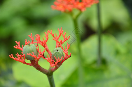 红色蝴蝶花麻疯病是一种植物以几个英国通用名称闻包括瓶装植物灌木和果子背景