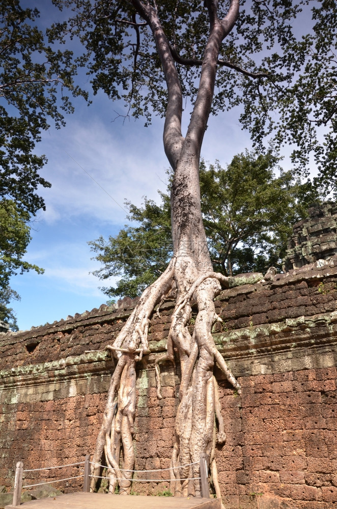 柬埔寨吴哥TaProhm寺的古典照片图片