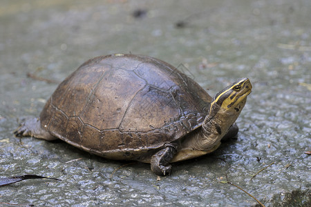 泰王国东部海龟的图象高清图片