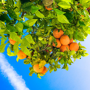 橘子树上的图片