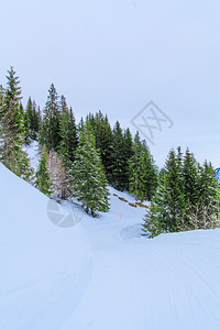 美丽的冬季风景雪覆盖树木季节高清图片素材