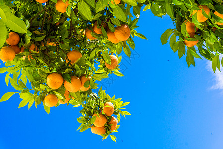 橘子树上的图片