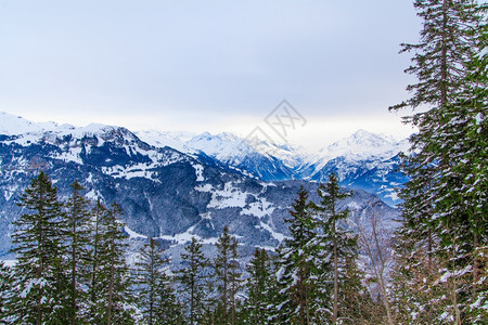 美丽的冬季风景雪覆盖树木降雪高清图片素材