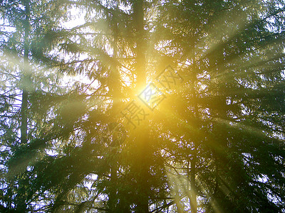 森林深处的阳光闪耀着美丽的光芒安静的高清图片素材