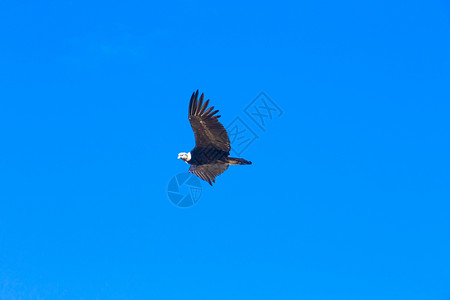 翱翔在天空中的老鹰图片