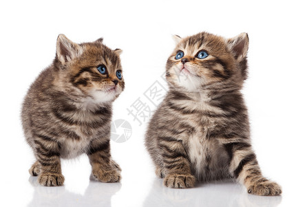 两只小蓝眼睛猫英国养图片