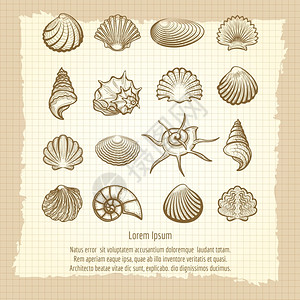 复古风格贝壳海螺矢量元素图片