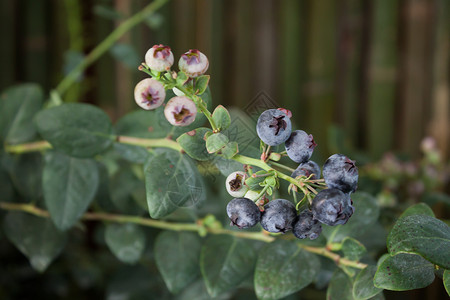 蓝莓在灌木丛中熟股票照片高清图片