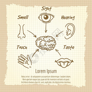 人类感官器简介年刊海报背景图片