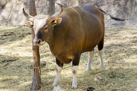 红色公牛在自然背景上的照片野生动物生物高清图片素材